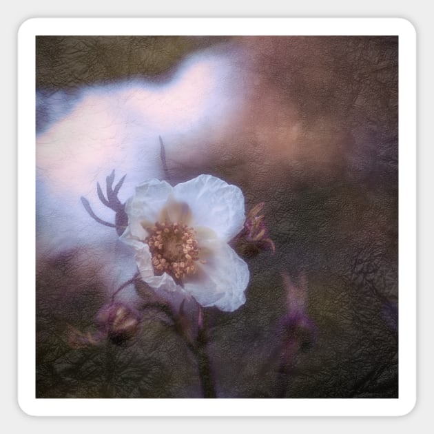 White flower in the night Magnet by Amalus-files